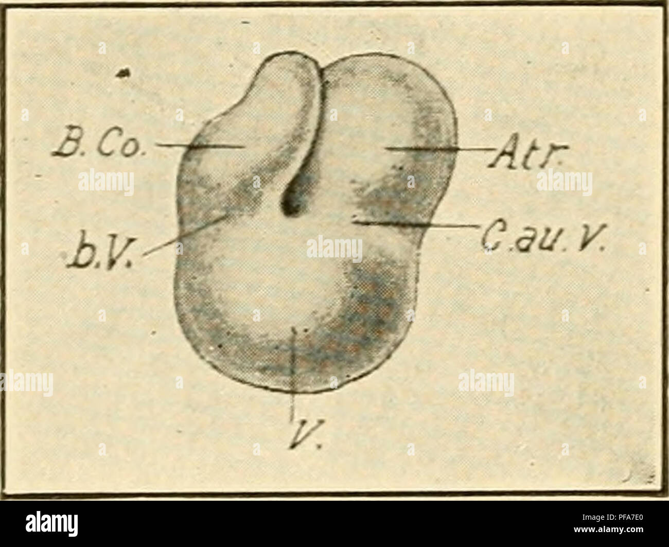 . The development of the chick; an introduction to embryology. Birds ...