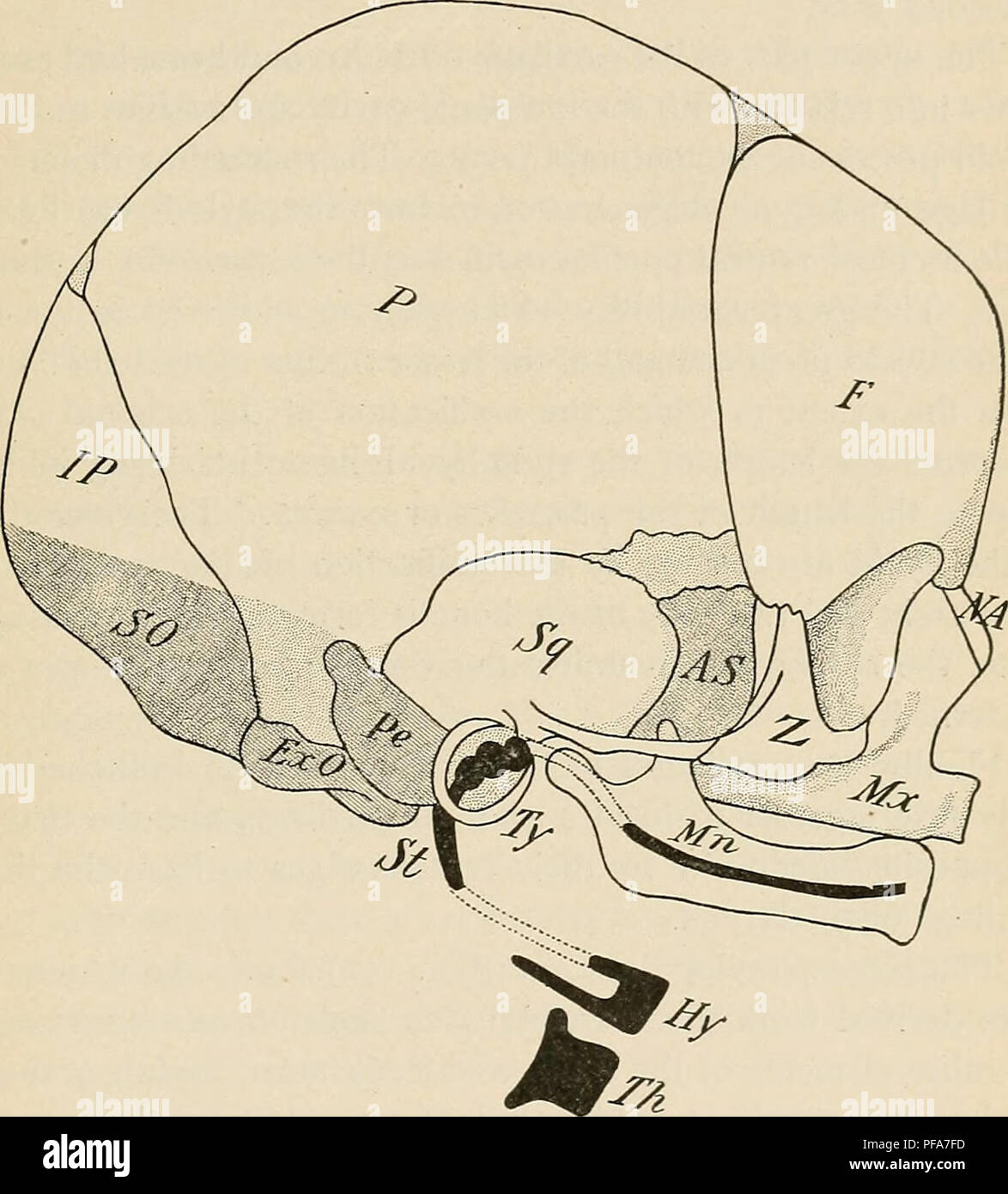 . The development of the human body a manual of human embryology