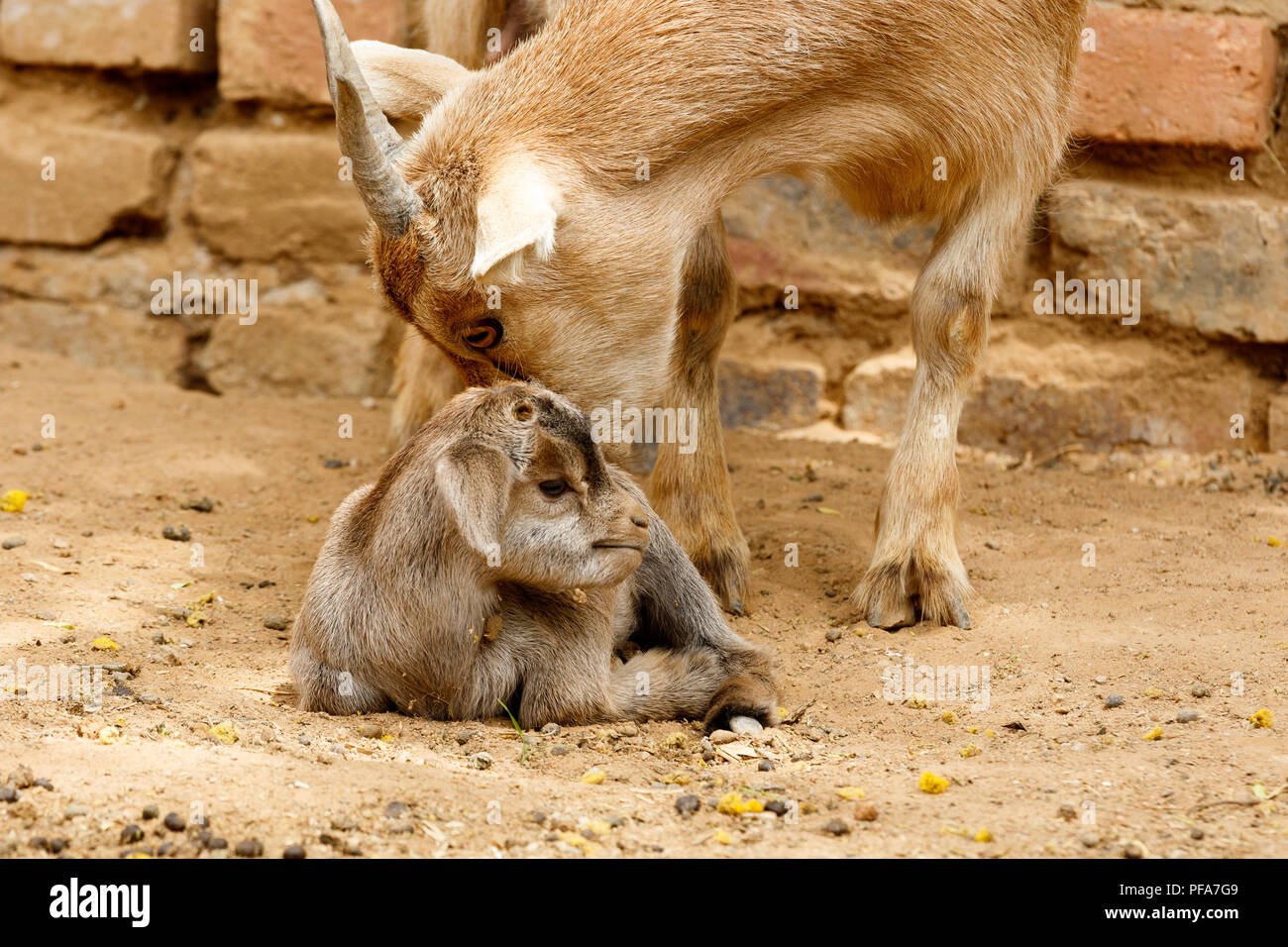 Mom dwarf goat leaking her baby after giving birth Stock Photo