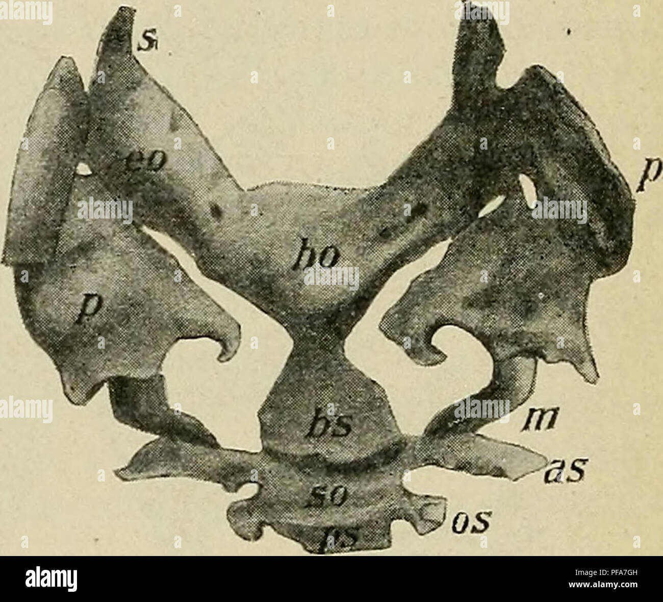 . The development of the human body : a manual of human embryology. Embryology; Embryo, Non-Mammalian. Fig. i 02.—Sternum of New-born Child, showing Centers of Ossification. I to VII, Costal cartilages.— (Gegenbaur.) Fig. 103.—Reconstruction of the Chondro- cranium of an embryo of 14 mm. as, Alisphenoid; bo, basioccipital; bs, basi- sphenoid; eo, exoccipital; m, Meckel's cartilage; os, orbitosphenoid; p, periotic; ps, presphenoid; so, sella turcica; s, supraoccipital.—{Levi.) The suprasternal bones are the rudiments of a bone or cartilage, the omosternum, situated in front of the manubrium in  Stock Photo