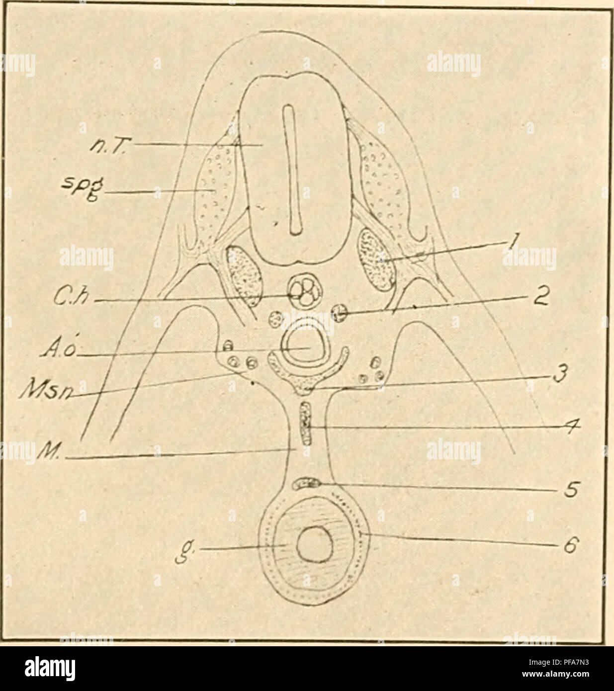 . The development of the chick; an introduction to embryology. Birds ...