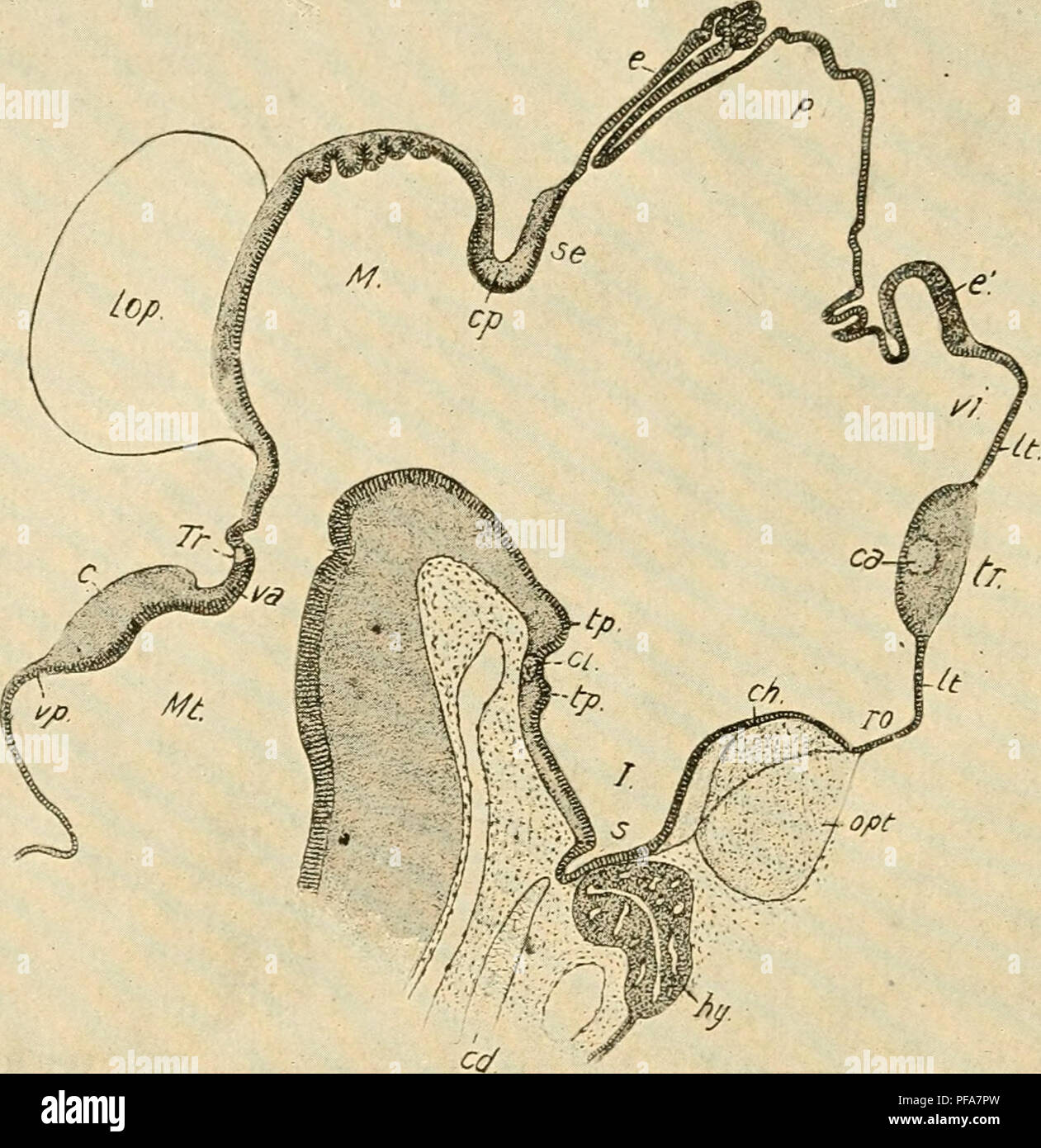 An introduction to bird embryology, focusing on the development of the ...