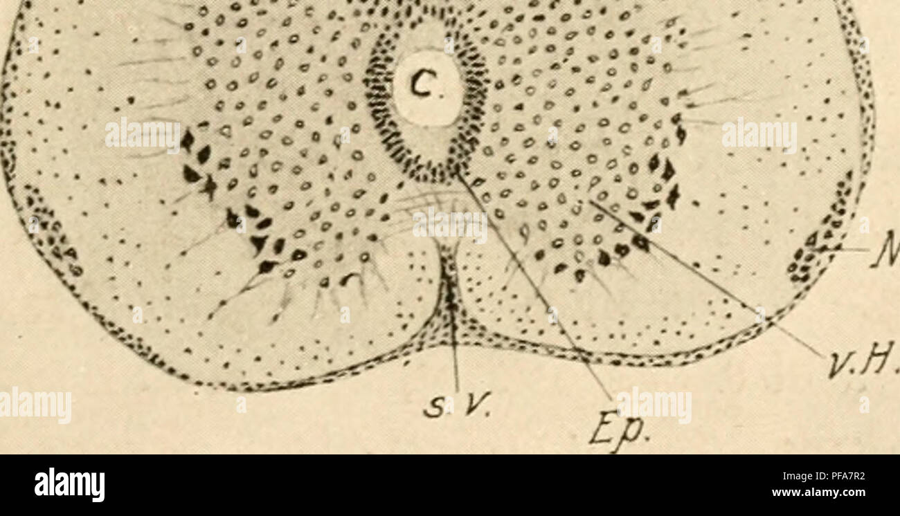 . The development of the chick; an introduction to embryology. Birds -- Embryology. &gt;v;:-.'-i.. iW'NJi. Fig. 146. — Transverse section through the cervical swelling of the spinal cord of a 12-day chick. (After v. Kupffer.) C, Central canal, d. H., Dorsal horn of the gray matter. Ep., Ependyma. N. H., Nucleus of Hoffmann, s. d., Dorsal fissure, s. v., Ventral fissure, v. H., Ventral horn of the gray matter. The development of the so-called dorsal and ventral fissures is essentially different. The entire ventral longitudinal fissure of the cord owes its origin to growth of the ventral columns Stock Photo