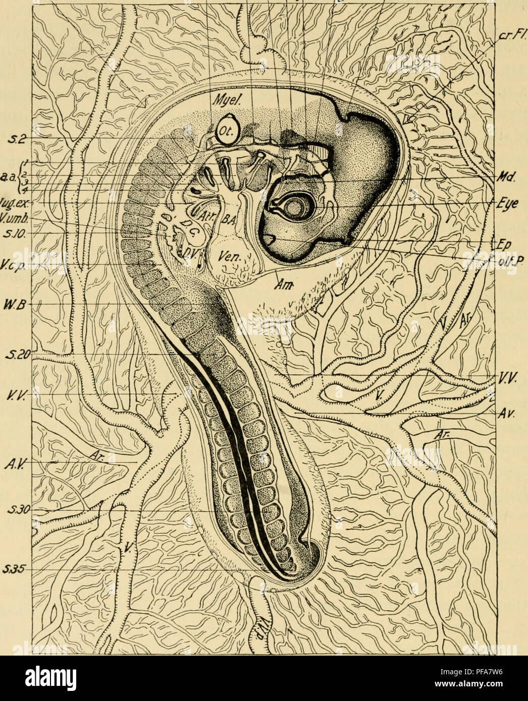The Development Of The Chick An Introduction To Embryology Embryology Chickens Embryos 6 The Development Of The Chick Cen F Fig 117 Entire Embryo Of 35 S Drawn As