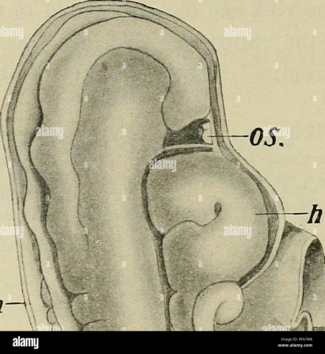 Showing formation of the neural tube hi-res stock photography and ...