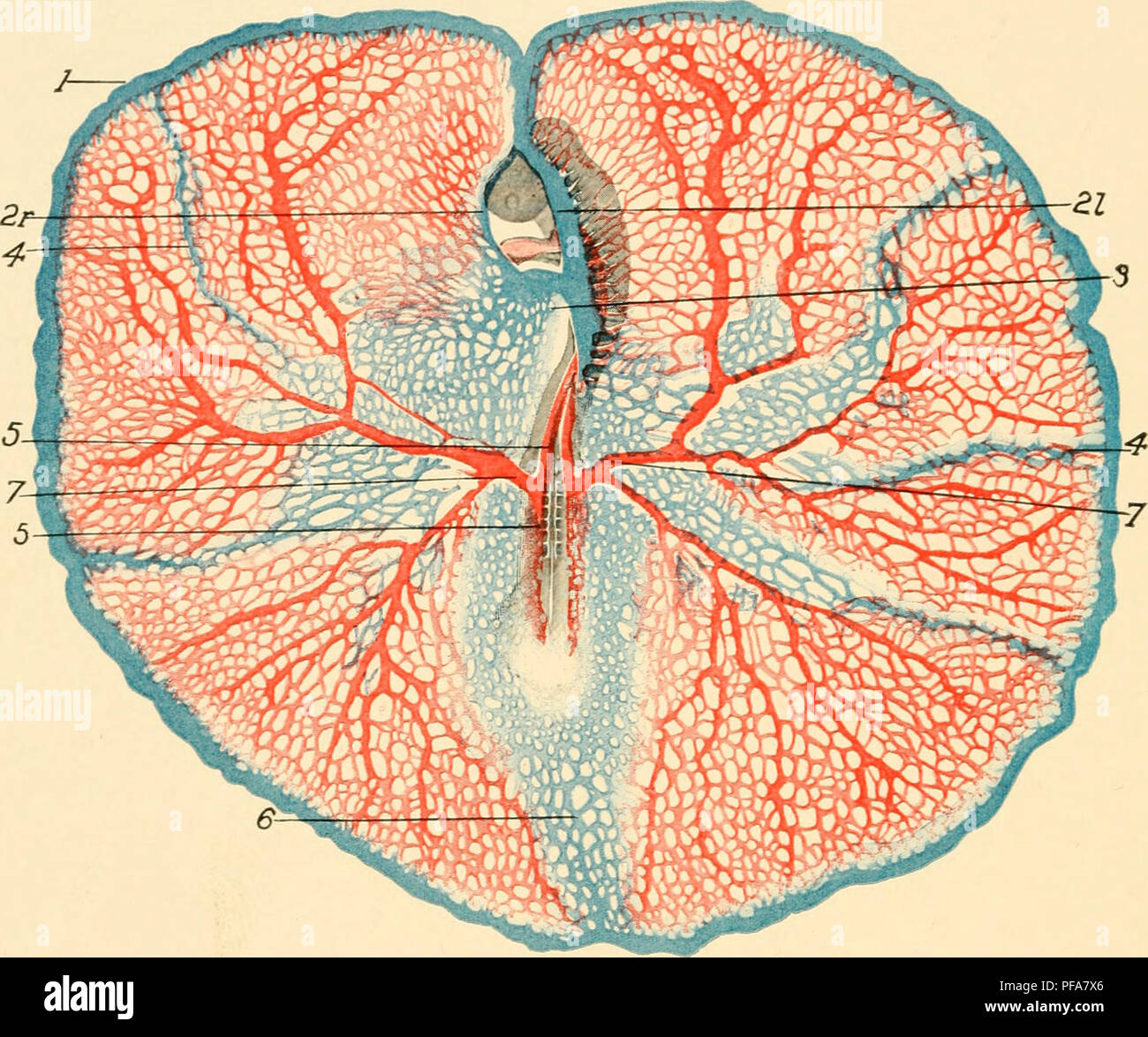 This work on avian embryology illustrates the developmental stages of a ...