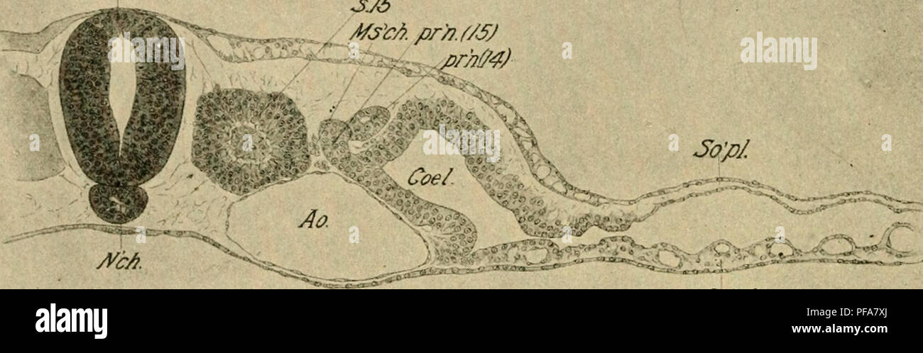 . The development of the chick : an introduction to embryology. Embryology; Chickens -- Embryos. 192 THE DEVELOPMENT OF THE CHICK and the angle of the body-cavity; it consists of two parts, viz., the primary tubule and the supplementary part. It never pos- sesses a continuous lumen, though there is often a cavity in the supplementary part, which opens into the body-cavity through the nephrostome (Fig. 112 B). The pronephros of the chick is a purely vestigial organ, of no apparent functional significance. Its development is accord- ingly highly variable, and it often happens that the right and Stock Photo