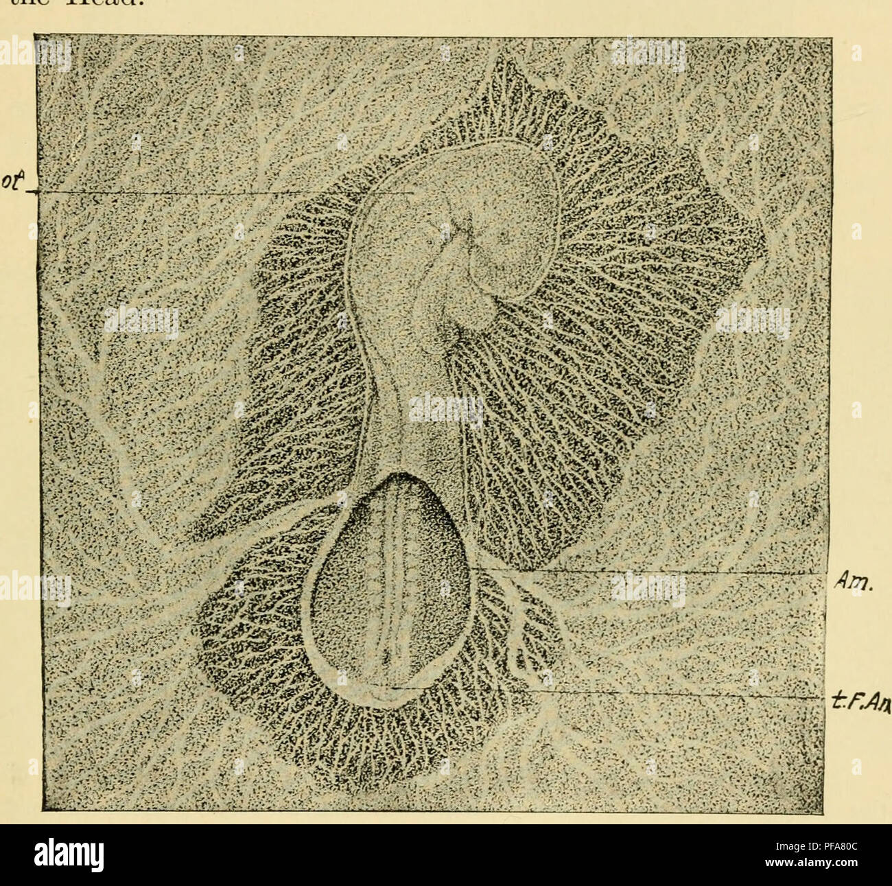 The Development Of The Chick An Introduction To Embryology Embryology Chickens Embryos From Twelve To Thirty Six Somites 183 Vi History Of The Mesoderm The History Of The Extra Embryonic Mesoderm