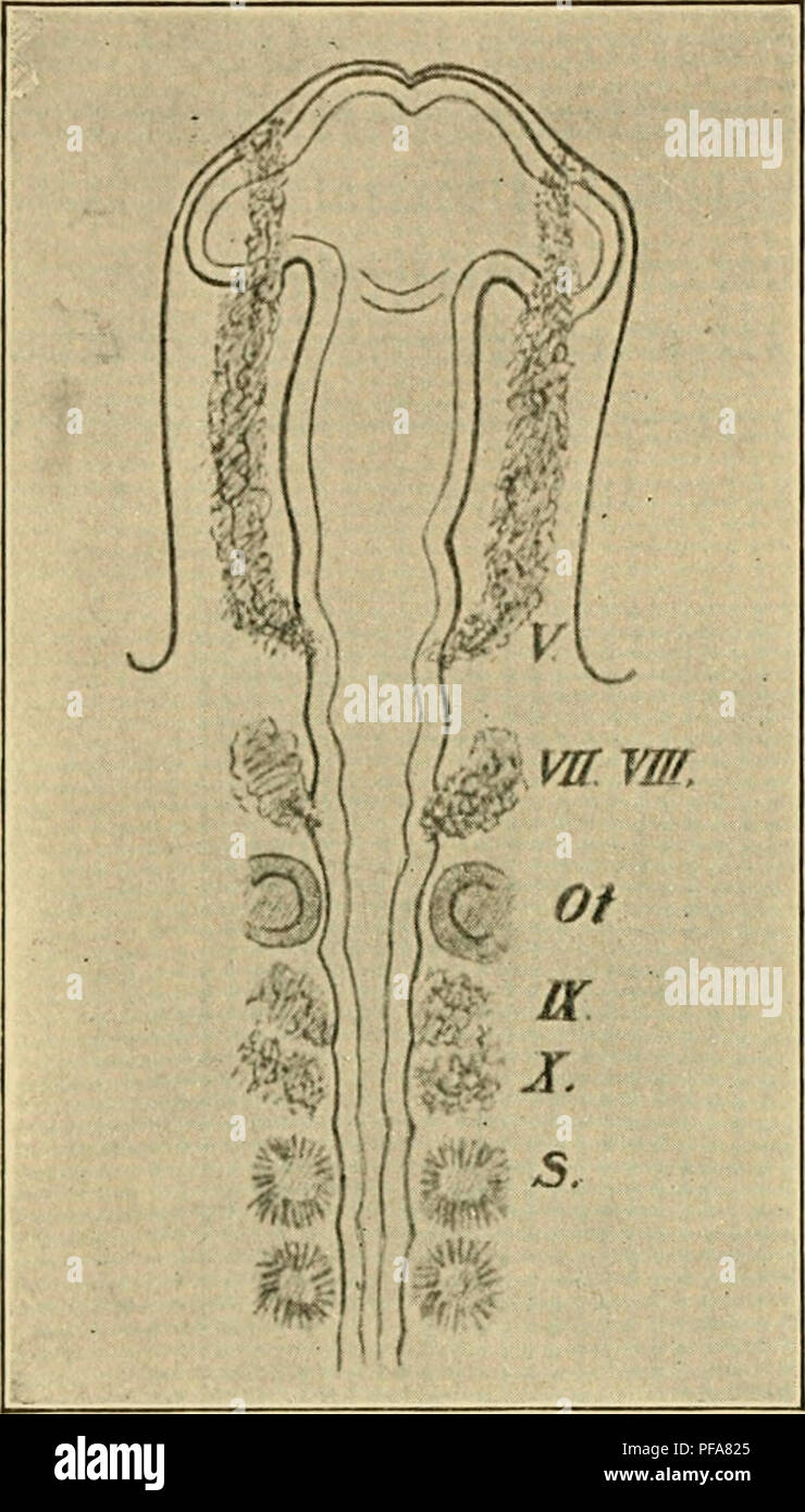 . The development of the chick : an introduction to embryology. Embryology; Chickens -- Embryos. 158 THE DEVELOPMENT OF THE CHICK in the neural suture; it is separated from the mesenchyme in the region of the fore-gut by a considerable space. (We shall call the latter portion of mesenchyme the axigl mesenchyme of the head, to distinguish it from the mesenchyme derived from the neural crest, which later lies lat- eral to it, and which may thus be known as the periaxial layer.) The crest may be followed ante- riorly to the extreme tip of the neural tube, and posteriorly to the region of the ante Stock Photo