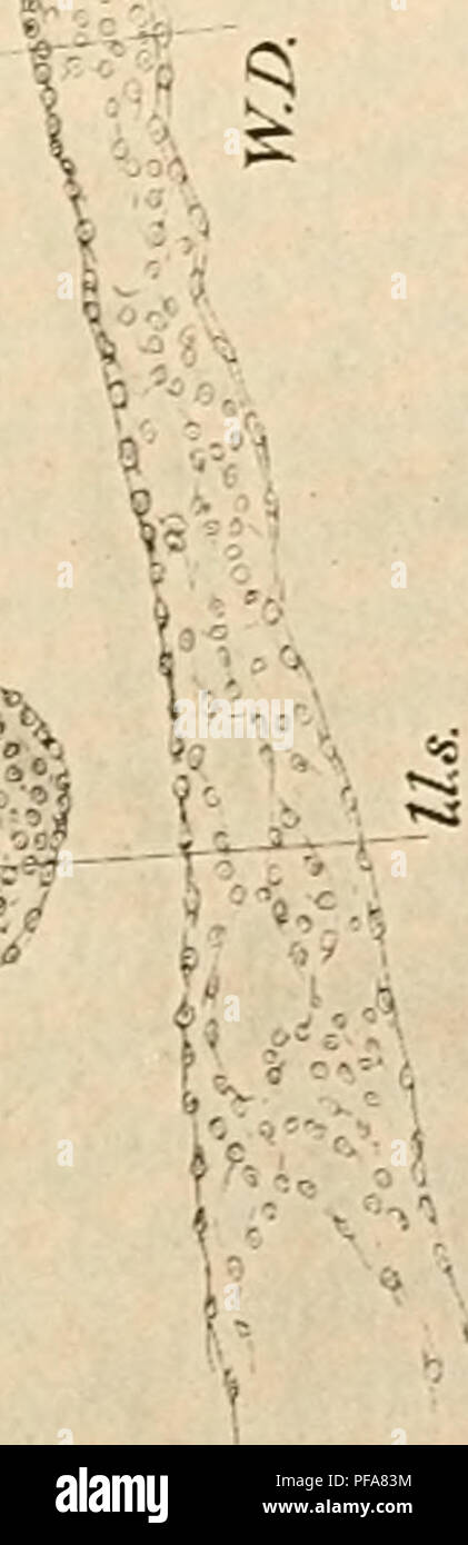 . The development of the chick; an introduction to embryology. Birds -- Embryology. -1^ &quot;Si a .^s'sd^!^^ n y : V 7 h5*. 0 • 0 T-H ;-i o 0 &gt; 0    Lh -.^ ^ 1^ ^ -* rt v. Sh 0 .-^ , -^^ 0 ^ r^ 0 3 0 !/) »5 02 Oi C^ (/J c; 0 (-1 0 0 2 -t-&gt; (-H X ^ H -^ rH r' a. H* 0 -tj 1^ Oi -f^ 8 ^ '^ 0 if 0 &gt;&gt; £; i«^ o ^ s 0 0 7J • TJ t:; cc 0 i-4 Vm &gt; ^ 0 ^H H &lt;^ -. 0 PSH C ) 6 &lt;. Please note that these images are extracted from scanned page images that may have been digitally enhanced for readability - coloration and appearance of these illustrations may not perfectly resemble the or Stock Photo