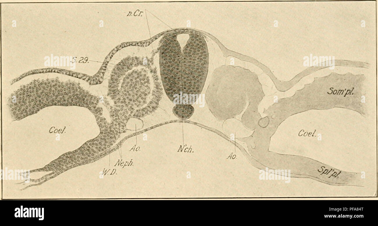 Troyer aus Baumwolle mit Stehkragen