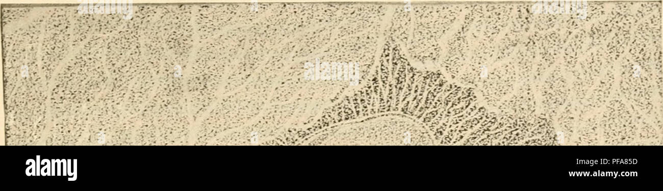 Mesoblast High Resolution Stock Photography And Images Alamy