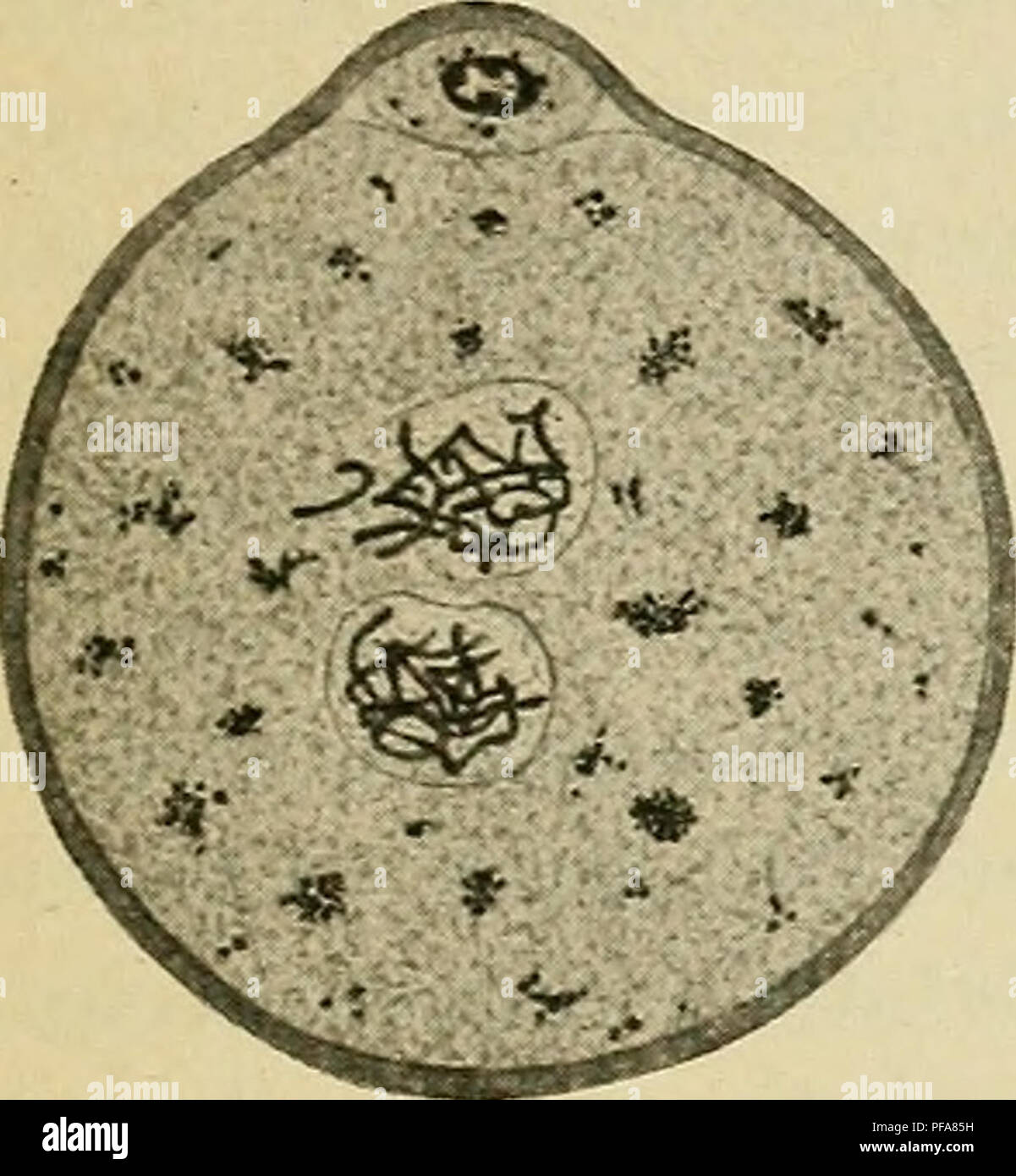This manual presents the stages of human embryology, detailing the ...