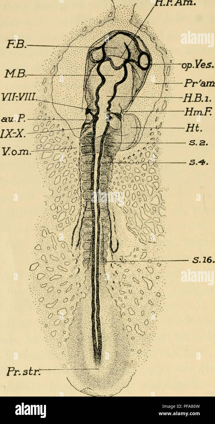 . The development of the chick : an introduction to embryology. Embryology; Chickens -- Embryos. 134 THE DEVELOPMENT OF THE CHICK H.EAm.. S.16. Pr.3ir: Fig. 71. —Entire embryo of 16 s, drawn from above as a transparent object. Note the cranial flexure; the rotation of the head on its left side is beginning. ' au. P., Auditory pit. F. B., Fore-brain. H. B. 1, First division of the hind brain. H. F. Am., Head-fold of the amnion. Hm. F., Hyomandibular furrow. Pr'am., Proam- nion. M. B., Mid-brain, op. Ves., Optic vesicle, pr. str., Primitive streak, s 2, s 4, s 16, Second, fourth, and sixteenth s Stock Photo