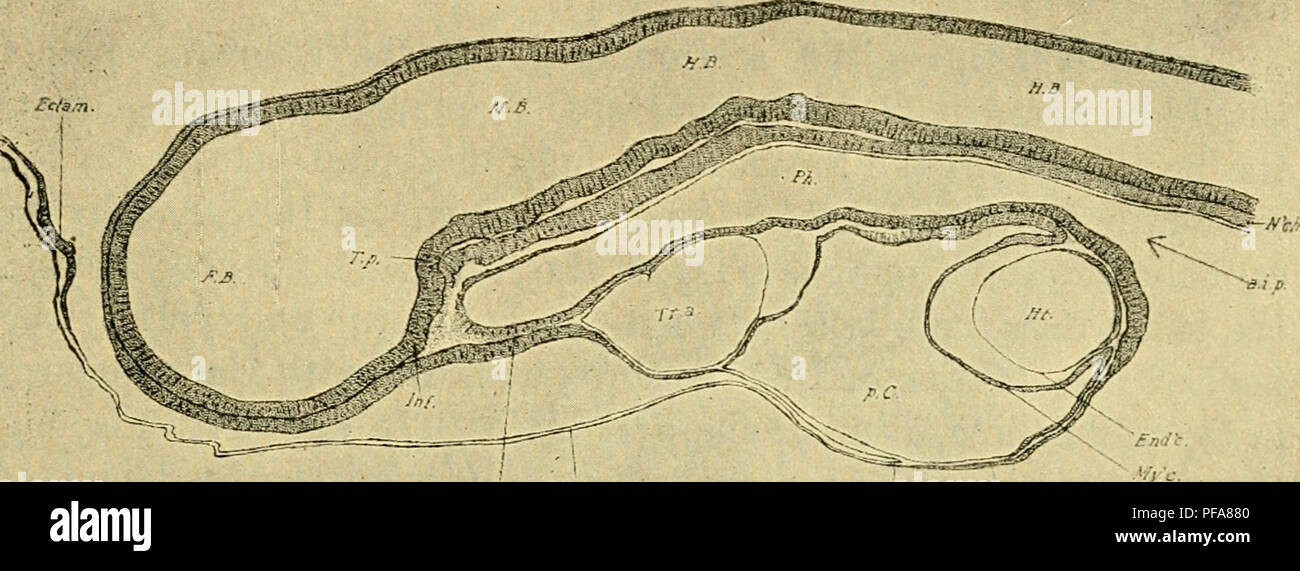 . The development of the chick : an introduction to embryology ...