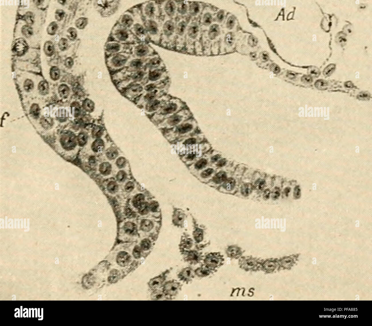 . The development of the chick; an introduction to embryology. Birds -- Embryology. #5 i^i^'t.f/*&quot;*'-. Fig. 92. — Transverse section immediately be- hind the first visceral pouch of a chick embryo of thirteen somites. (After Gorono- witsch.) Note connection of the periaxial cord with the ectoderm of the visceral arch. Ad., Aorta descendens. c. Rounded me- senchyme cells, g. Place where cells derived from neural crest unite with the mesenchyme cells of the periaxial cord. f. Fusion, p. Spin- dle-shaped peripheral mesenchyme cells. the ectoderm in the neighborhood of the first visceral pouc Stock Photo