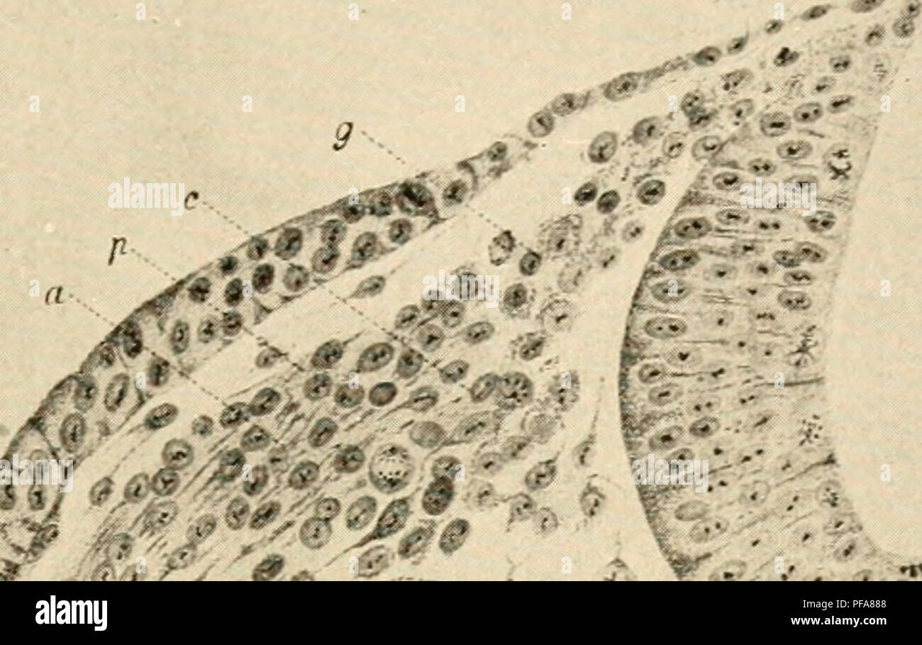 This text describes the embryological development of birds, focusing on ...