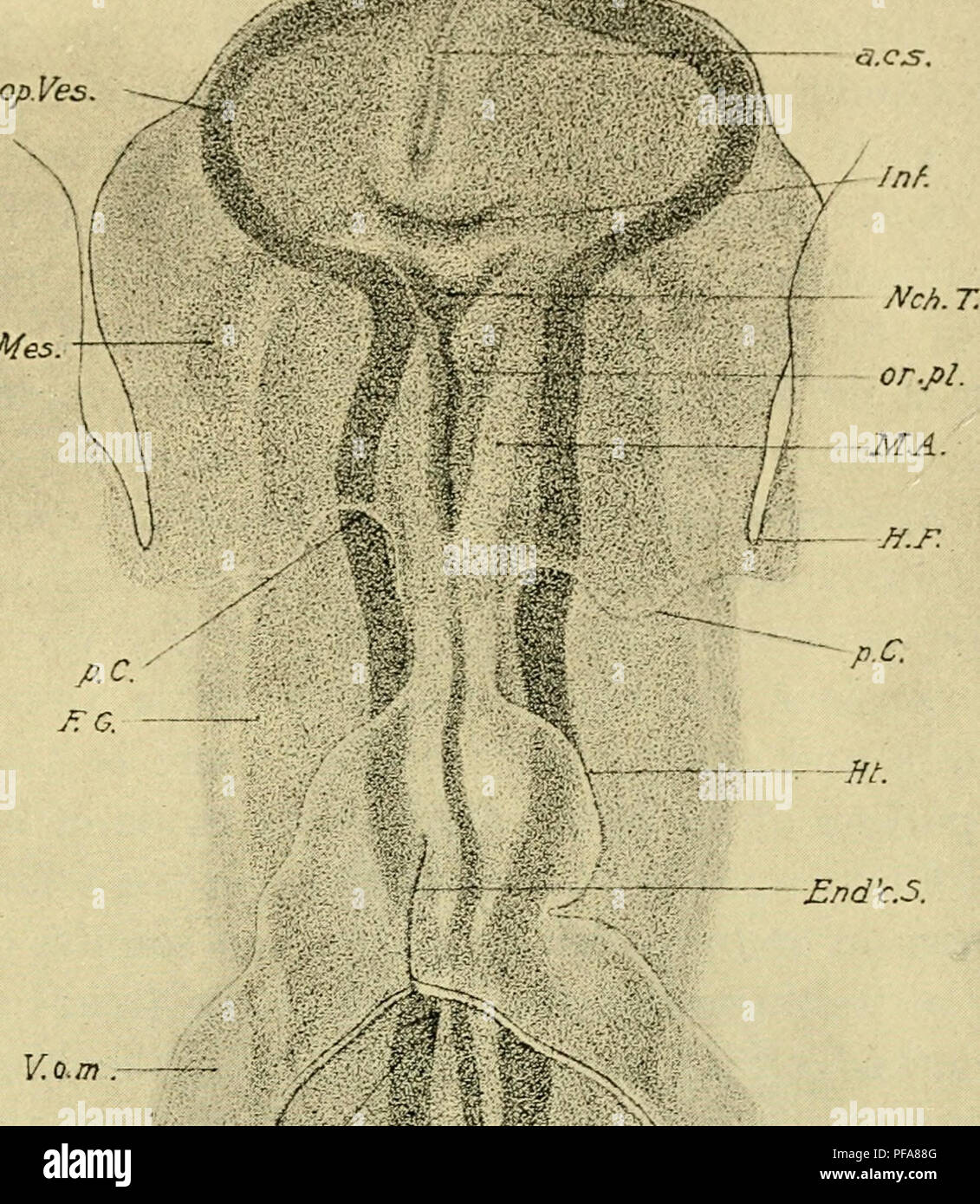 The Development Of The Chick An Introduction To Embryology Embryology Chickens Embryos Head Fold To Twelve Somites 107 Ceph Mes A Nd C 5 V O M Kifi D I P A B S B Fig 62 A The Development Of The Chick An Introduction To Embryology Embryology Chickens Embryos Head Fold To Twelve Somites 107 Ceph Mes A Nd C 5 V O M Kifi D I P A B S B Fig 62 A