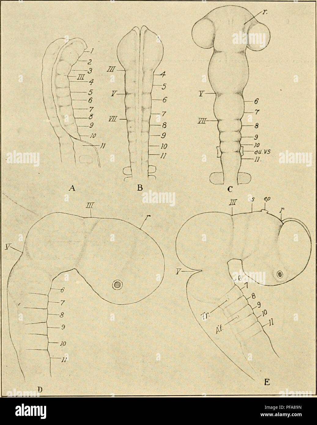 . The development of the chick; an introduction to embryology. Birds -- Embryology. 148 THE DEVELOPMENT OF THE CHICK. Fig. 83. — Five stages in the history of the neuromeres of the brain of the chick. (After Hill.) All figures drawn from preparations of the embryonic brain dissected out of the embryo. A. Neural groove in an embryo with 4 somites. Right profile view, x 44. B. Brain of a 7 s embryo, 26 hours old. Dorsal view; the three anterior neuromeres are practically obliterated, x 44. C. Brain of 14 s embryo. Dorsal view, x 44. The neuromeres have now disappeared in the mid-brain region. D. Stock Photo