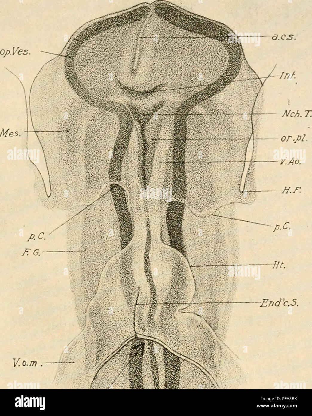 The Development Of The Chick An Introduction To Embryology Birds Embryology Head Fold To Tvel E Somites 107 A Cs Ceph Mes End C 5 D L P S Z Pig 62 The Head Of The Same