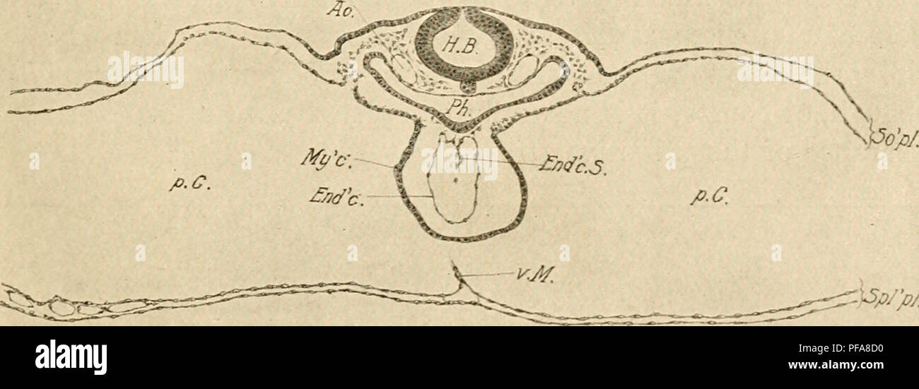. The development of the chick; an introduction to embryology. Birds -- Embryology. So//}'//. ^'â â¢''l^/./&gt;/. *ry&gt;^'^ Fig. 54. â Transverse section through the same embryo a short distance in front of the anterior intestinal portal. For explanation of letters see preceding figure; in addition: Ph., Pharynx. Som'pl., Somatopleure. Spl'pl., Splanchnopleure. v. M., Ventral Mesentery.. :)4?/&gt;/ Fig. 54 A. â Transverse section through the head of a 10 s embryo. The region of the section is near the center of the hind brain. Ao., Aorta. End'c, Endocardium. End'c. S., Endocardial septum. H.  Stock Photo