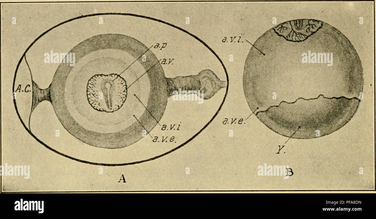 . The development of the chick : an introduction to embryology. Embryology; Chickens -- Embryos. 62 THE DEVELOPMENT OF THE CHICK vitellina, which may be divided into inner and outer zones (Figs, 32 and 33). The development of the embryo during the same period is indicated in the same figures.. Fig. 32. — A. Hen's egg at about the twenty-sixth hour of incubation, to show the zones of the blastoderm and the orientation of the embryo with reference to the axis of the shell. (After Duval.) B. Yolk of hen's egg incubated about 50 hours to show the extent of overgrowth of the blastoderm. (After Duva Stock Photo