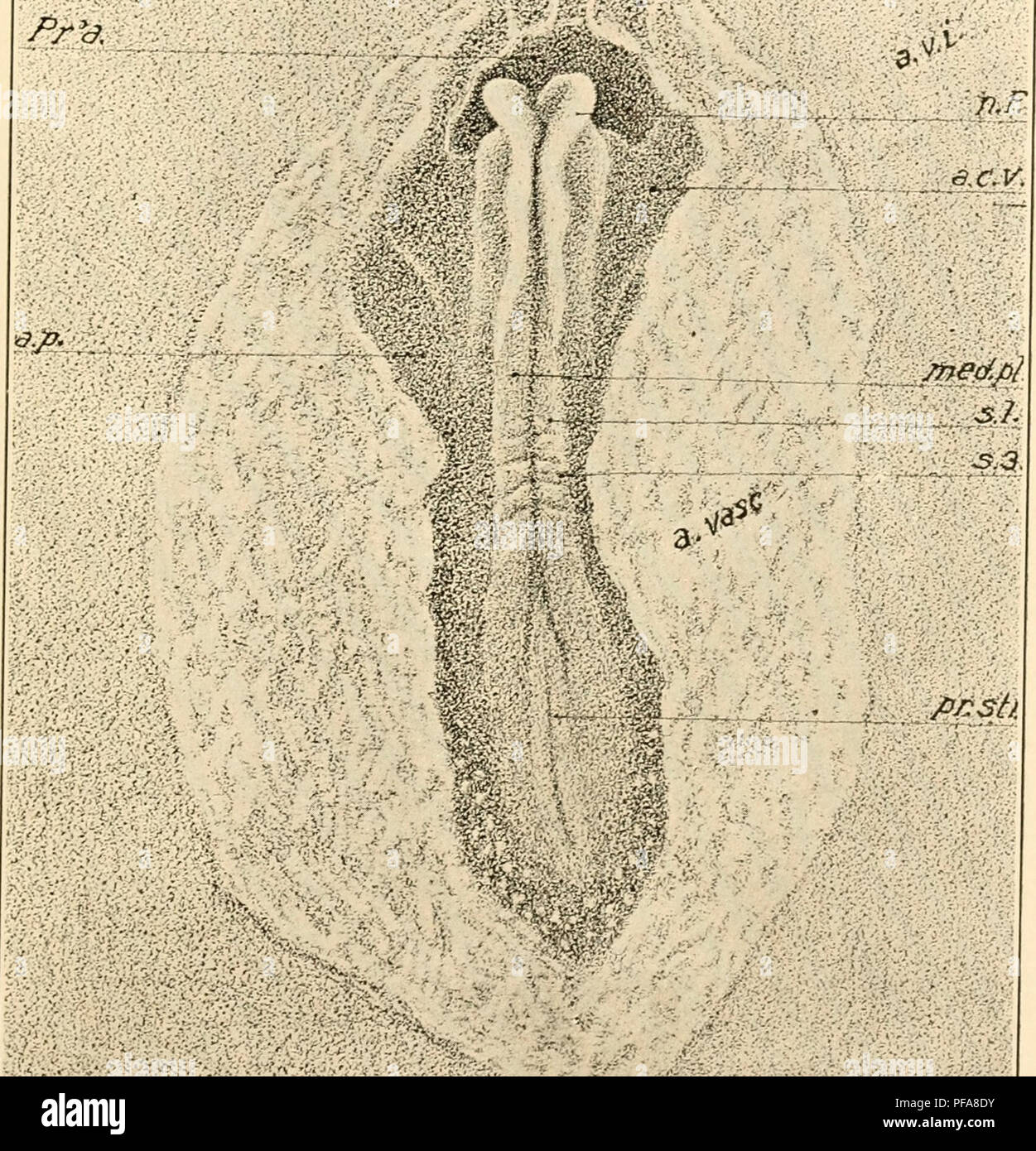 This manual introduces the embryological development of birds, focusing ...