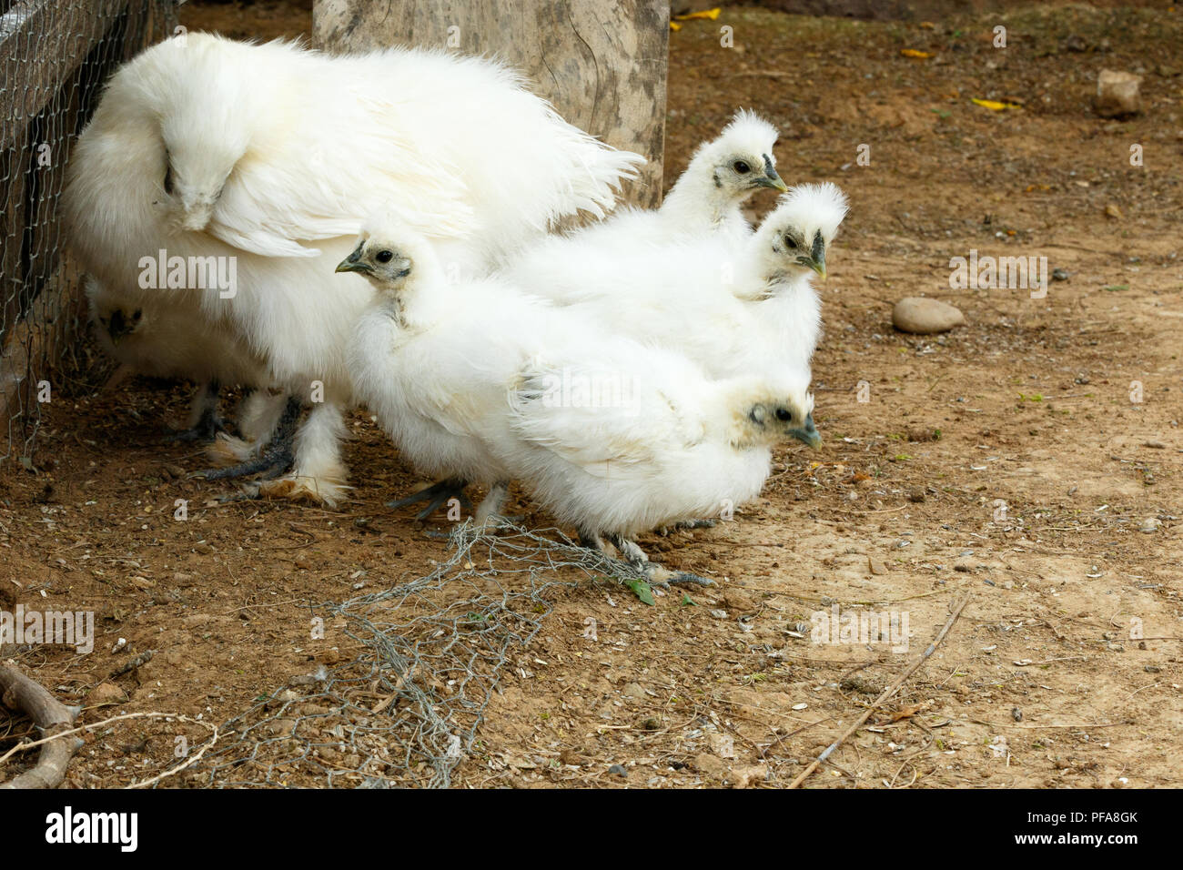 Mom and her baby Chickens bundling together in a corner Stock Photo
