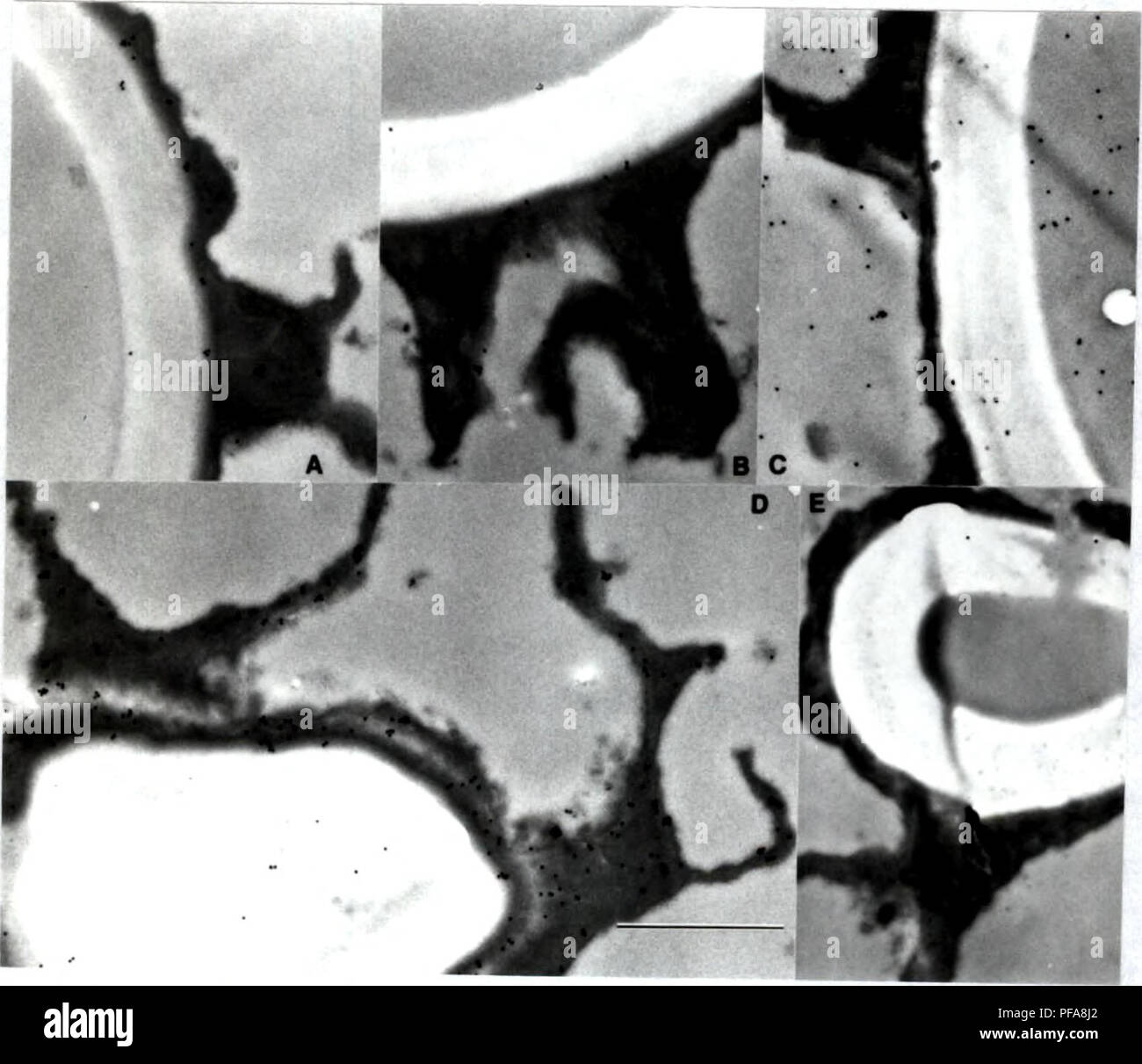 . Development of cytochemical methods for the study of ascospore wall biogenesis and maturation. Ascomycetes; Ascospores; Fungi. ;â â¢â â¢*' &quot;â¢ 0 when a protein and carbohydrate were closely associated, but not covalently bound together. The antigenic determinant must be exposed in section, rather than buried in the wall as no pretreatment of the sections was required for labeling. This antibody preparation labeled ascospores only in the late stages of the developmental sequence (fig. 4.6). â¢1 Anitbody 41-1.1 This monolonal antibody labeled an inner (sporoplasmic) layer of the primary a Stock Photo