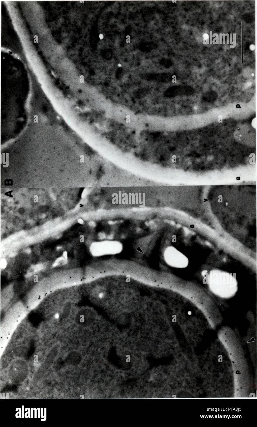. Development of cytochemical methods for the study of ascospore wall biogenesis and maturation. Ascomycetes; Ascospores; Fungi. n ': ! ' 79 t. Please note that these images are extracted from scanned page images that may have been digitally enhanced for readability - coloration and appearance of these illustrations may not perfectly resemble the original work.. Lusk, Demaris E.. Stock Photo