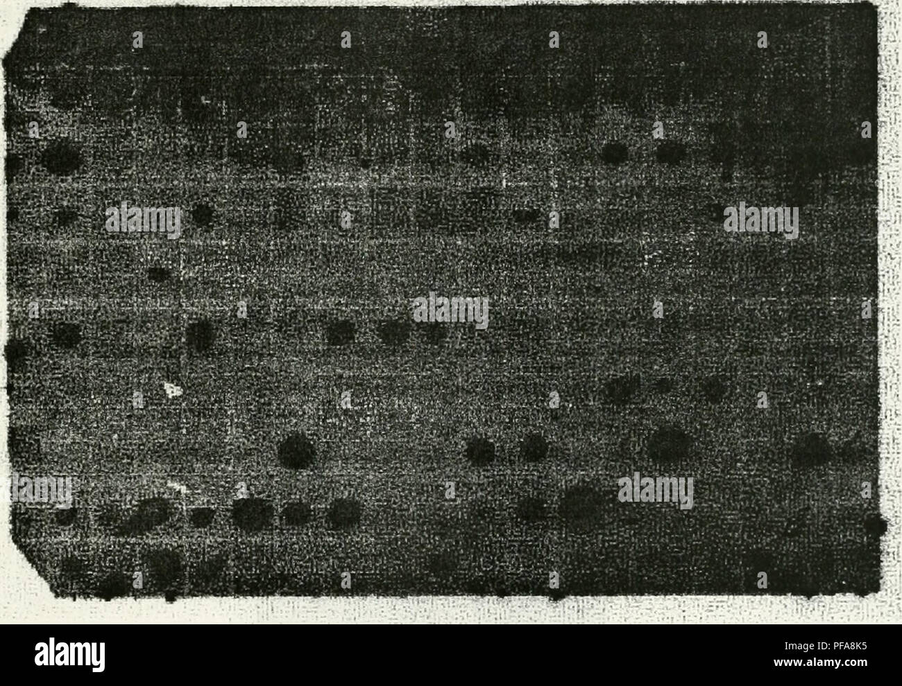 The Development Of A Cosmid Map Of Chromosome 12p13 Sweet Briar College Chromosomes Of 0 091 Kilobases There Were Eight Cosmids On The Dot Blot That Demonstrated Strong Labeling Reactions When Exposed