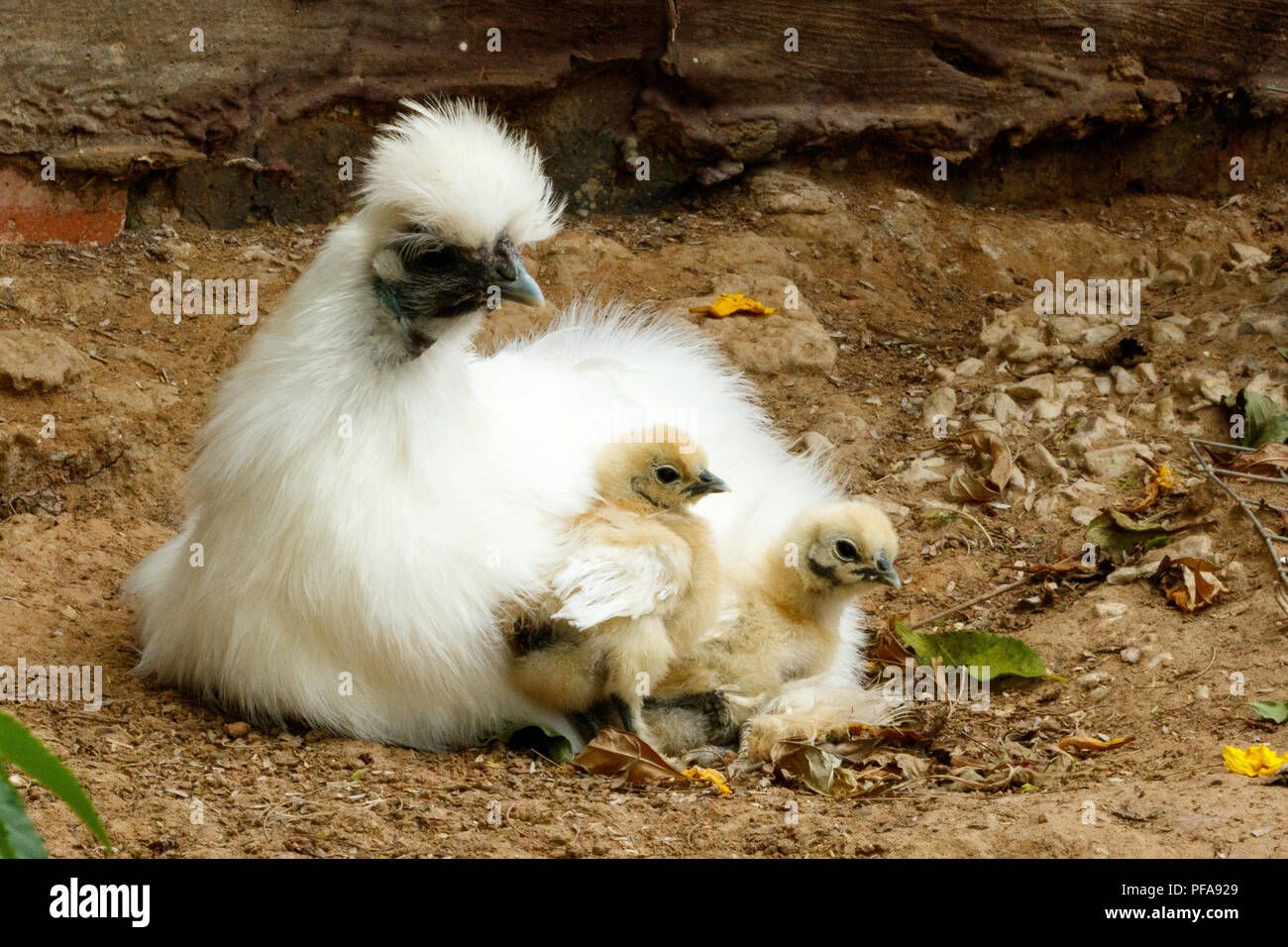 Mom and her baby Chicks sitting together on the ground Stock Photo