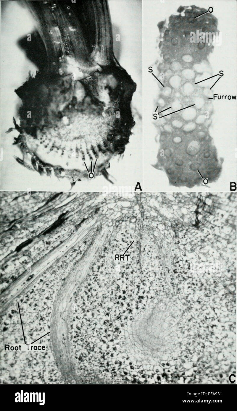 . The developmental anatomy of Isoetes. Isoetes; Botany. 121. Please note that these images are extracted from scanned page images that may have been digitally enhanced for readability - coloration and appearance of these illustrations may not perfectly resemble the original work.. Paolillo, Dominick J. Urbana, University of Illinois Press Stock Photo