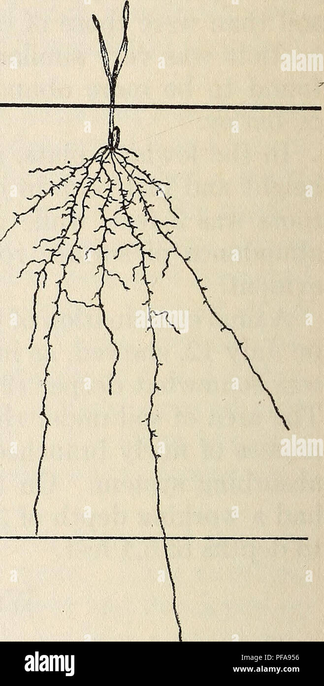 . Development and activities of roots of crop plants; a study in crop ...