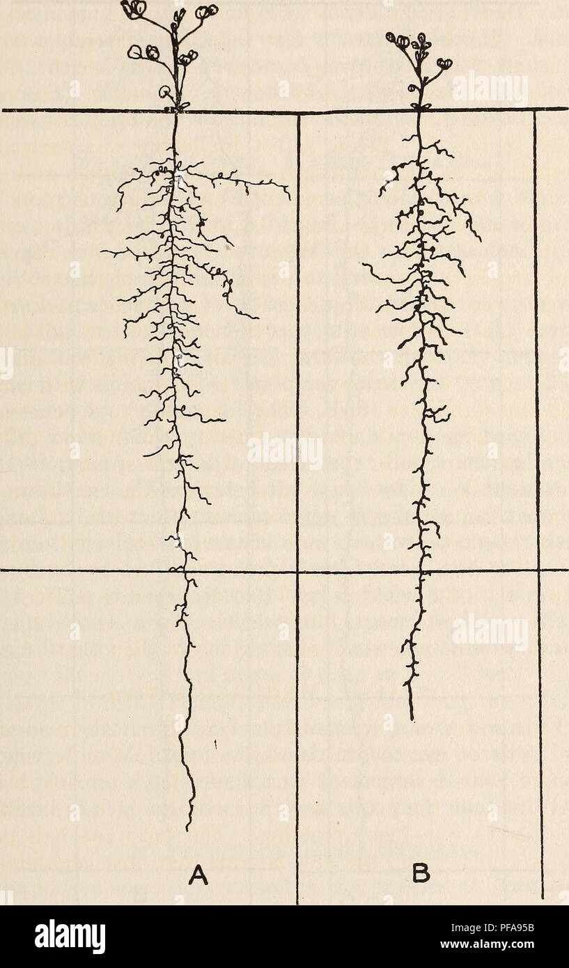 . Development and activities of roots of crop plants; a study in crop ...