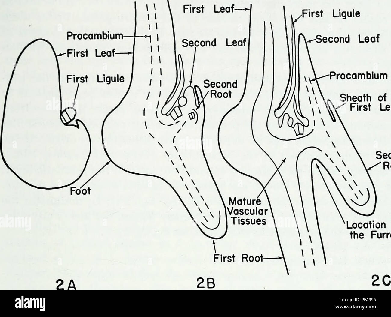 . The developmental anatomy of Isoetes. Isoetes; Botany. TERMINOLOGY First Ligule. Second Leaf ^y&gt;—Procambium   « Sheath of the &quot; First Leaf Second Root Location of the Furrow Fig. 2. Three stages in the development of a young sporophyte. A. One leaf. B. Two leaves. C. Three leaves. The plane of sectioning in A, B, C is the same plane that contains all the leaf traces while the plant is in a ¥2 phyllotaxy. The basal furrow forms between the first and second roots in a plane at right angles of the plane of sectioning of the figures. Schematic. TERMINOLOGY Parke (1959) had discussed t Stock Photo