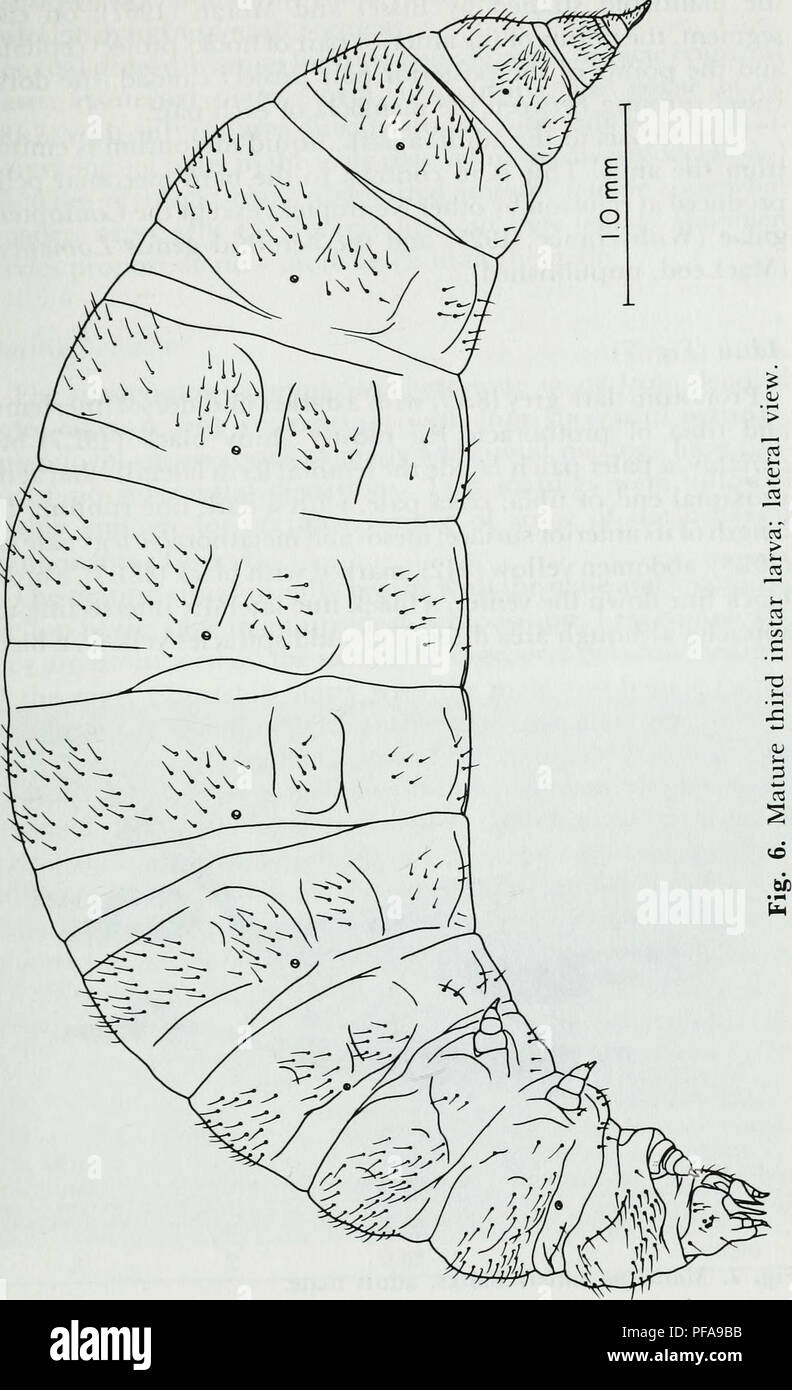 The Developmental Ecology Of Mantispa Uhleri Banks Neuroptera