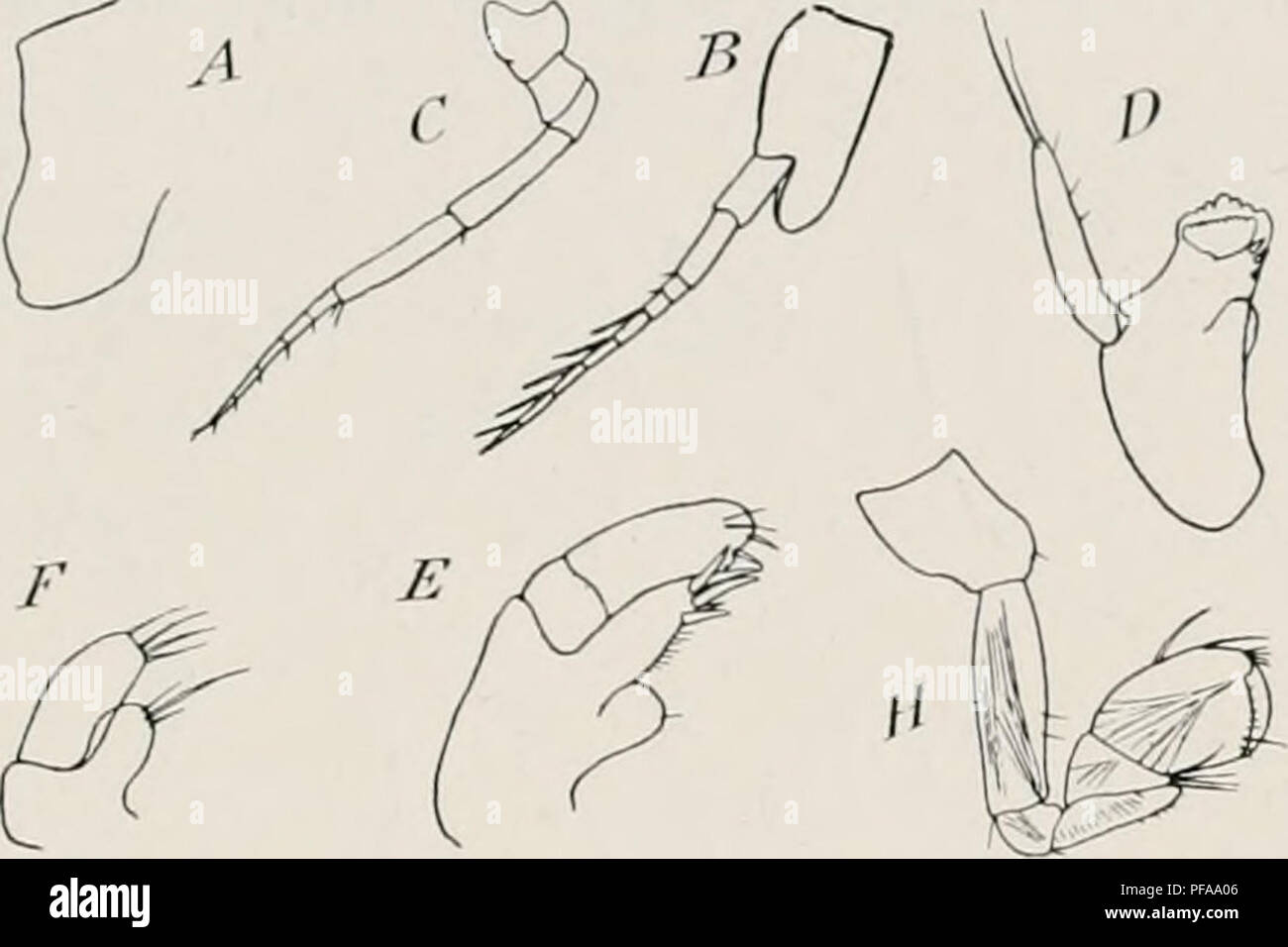 frange effilée dégradée