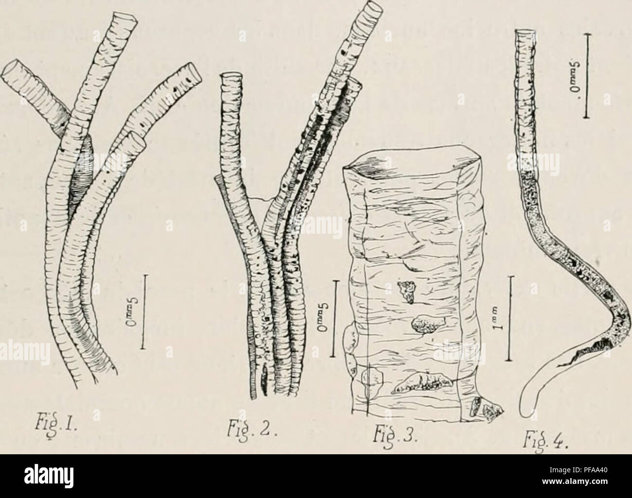 sac transparent irisé