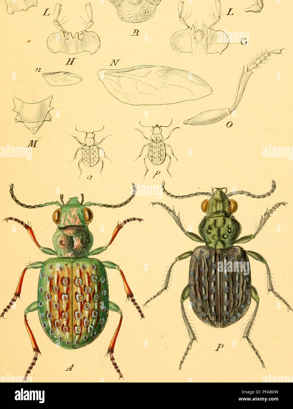 . Deutschlands Insecten. Beetles; Beetles. Ta6. CLJXXH. ^ ^ IC. Please note that these images are extracted from scanned page images that may have been digitally enhanced for readability - coloration and appearance of these illustrations may not perfectly resemble the original work.. Sturm, Jakob, 1771-1848; Sturm, Johann Heinrich Christian Friedrich, 1805-1862; Gillmeister, C. J. F; Barber, Herbert Spencer, 1882-1950, former owner. DSI; Richmond, Charles Wallace, 1868-1932, former owner. DSI; Casey, Thos. L. (Thomas Lincoln), 1857-1925, former owner. DSI. Nürnberg : Gedruckt auf Kosten des Ve Stock Photo