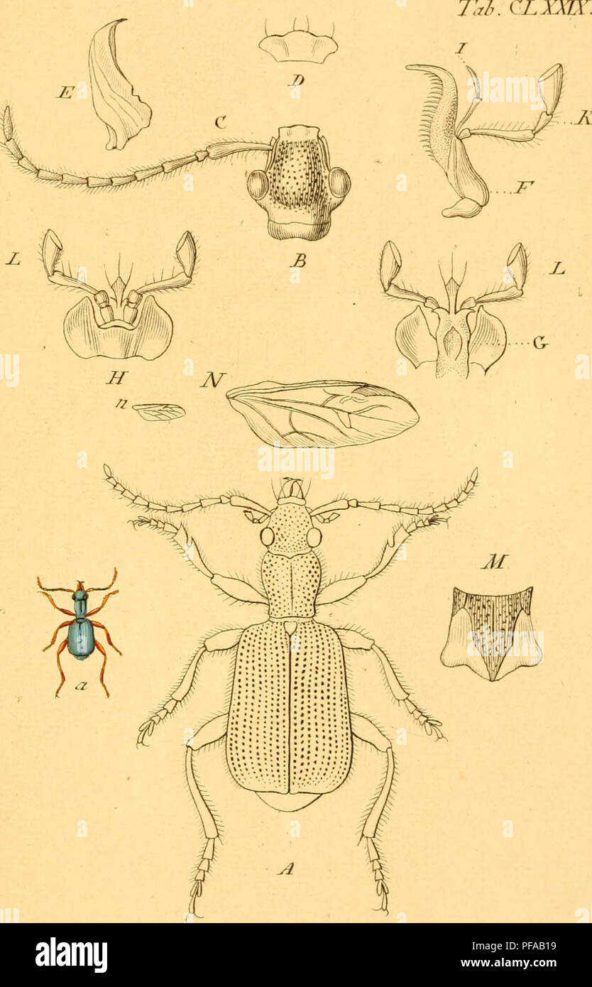 Detailed depictions of various beetles hi-res stock photography and ...