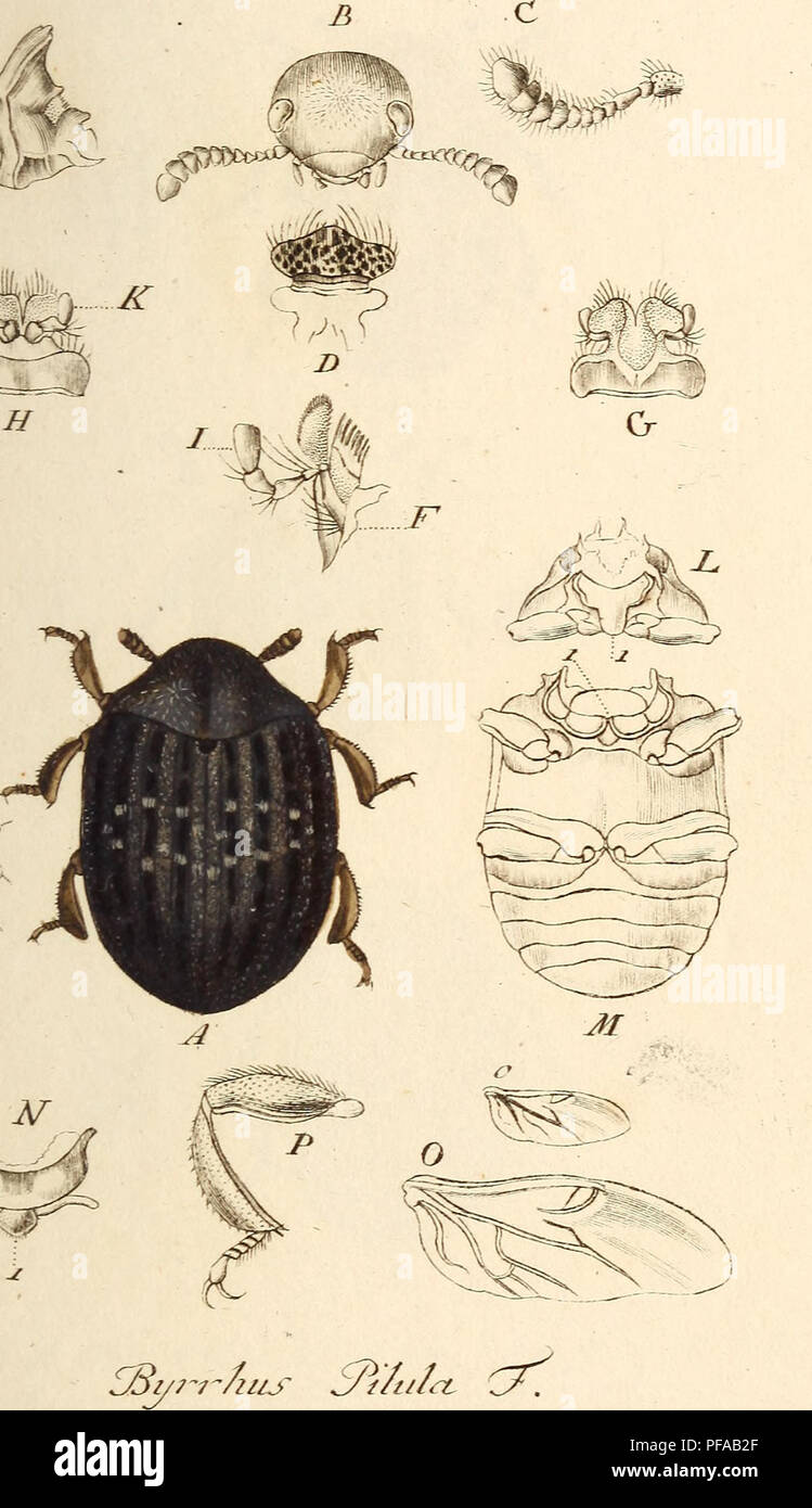 Insects In Germany Comprehensive study of insects in Germany, focusing on beetles. The ...