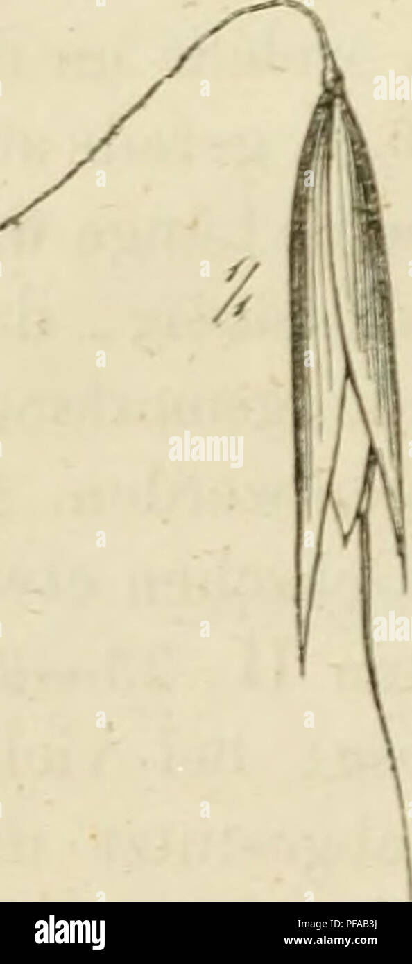 . Deutschlands Gräser und Getreidearten zu leichter Erkenntniss nach dem Wuchse, den Blättern, Blüthen und Früchten zusammengestellt und für die Land- und Forstwirtschaft nach Vorkommen und Nutzen ausführlich beschrieben. Plants. I. Kapitel. §. 9. Die Blüthentheile der Gräser bestehen, wie die der aller- meisten Phanerogamen, aus Stempel, Staubfäden und Blumenblättern. Diese eigentlichen Blüthentheile sind indess so klein, und grossen Thcils so gleichförmig gebildet, dass man sie für die Systematik nicht benutzt. A ill man indess das Mikroskop hinzuziehen, so finden sich in den Blu- menblätte Stock Photo