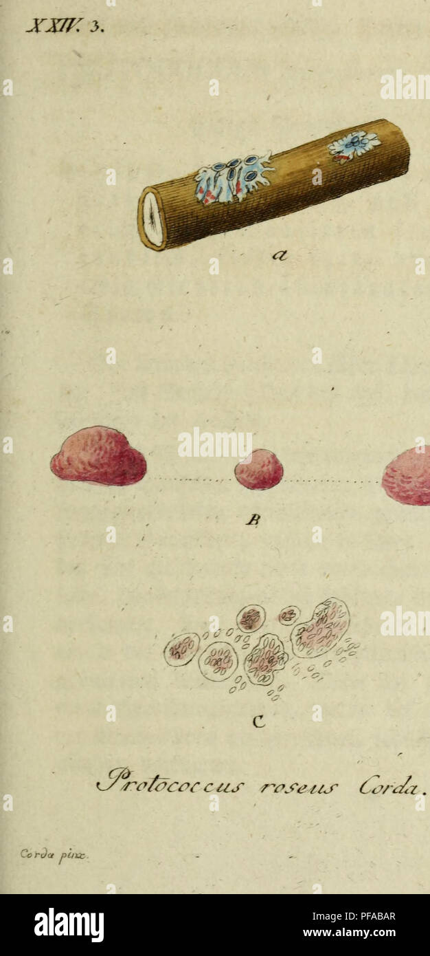 Sturm Jacob Math Jacob Sturm's work provides a botanical representation of Germany's ...