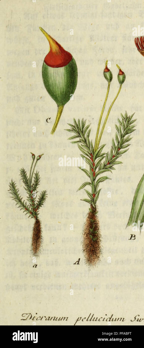 This work, *Deutschlands Flora in Abbildungen nach der Natur*, is a botanical catalog of Germany’s flora, showcasing plant species through detailed illustrations. The publication offers descriptions of native plants, contributing to the study of plant diversity and botany in Germany, with an emphasis on visual accuracy. Stock Photo