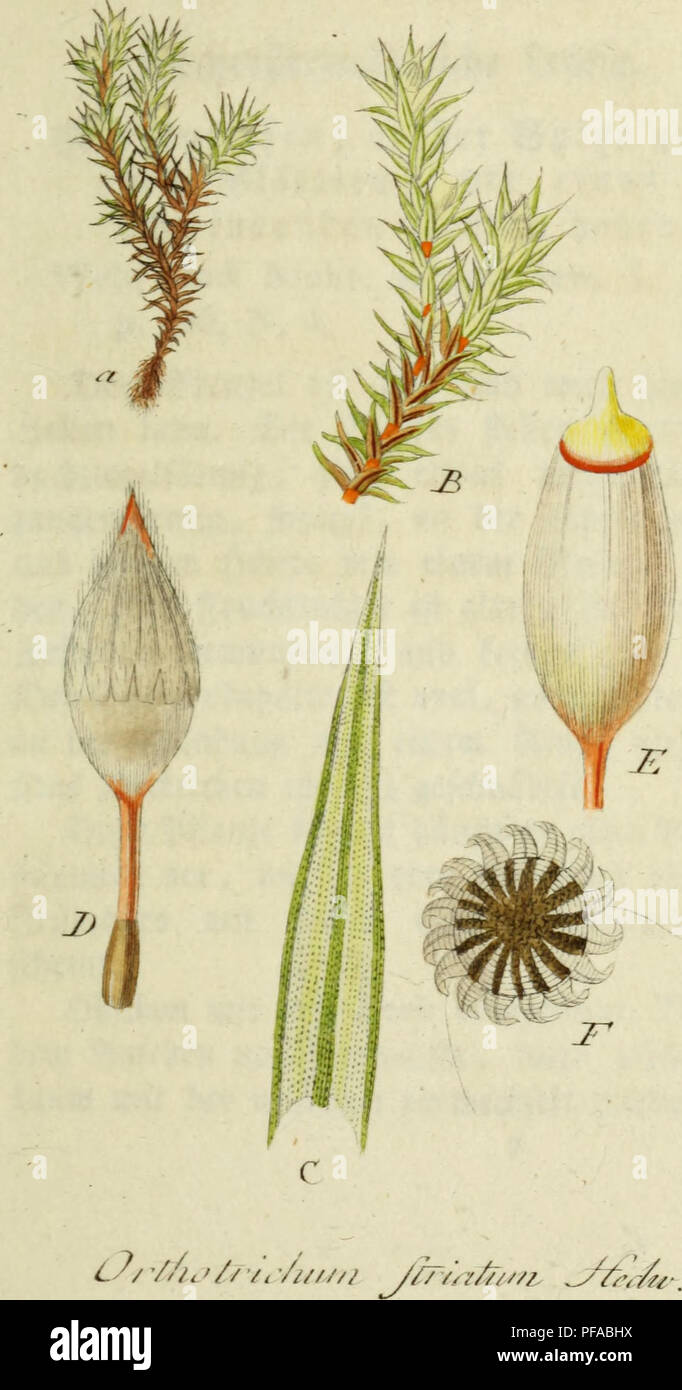 Sturm Jacob Math This botanical work by Jacob Sturm presents a series of illustrations ...