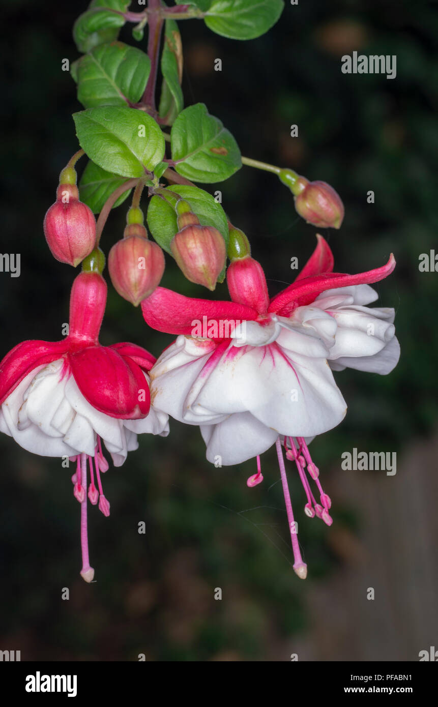 Dancing fuchsia: two trailing fuchsia flowers look like2 a pair of white skirted dancers Stock Photo