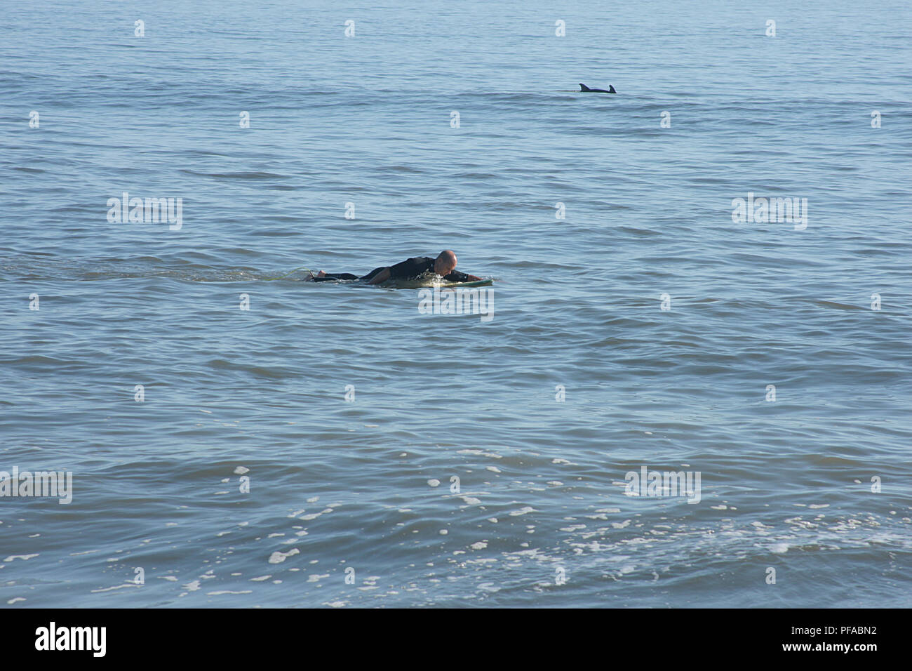 Man swimming on surfboard, with dolphins in proximity Stock Photo