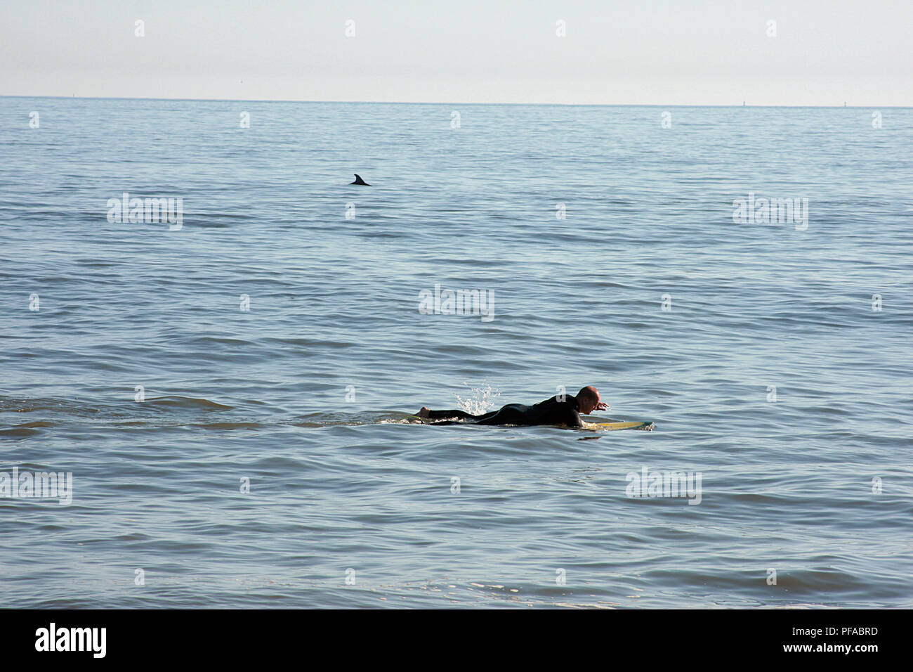 Man swimming on surfboard, with dolphins in proximity Stock Photo