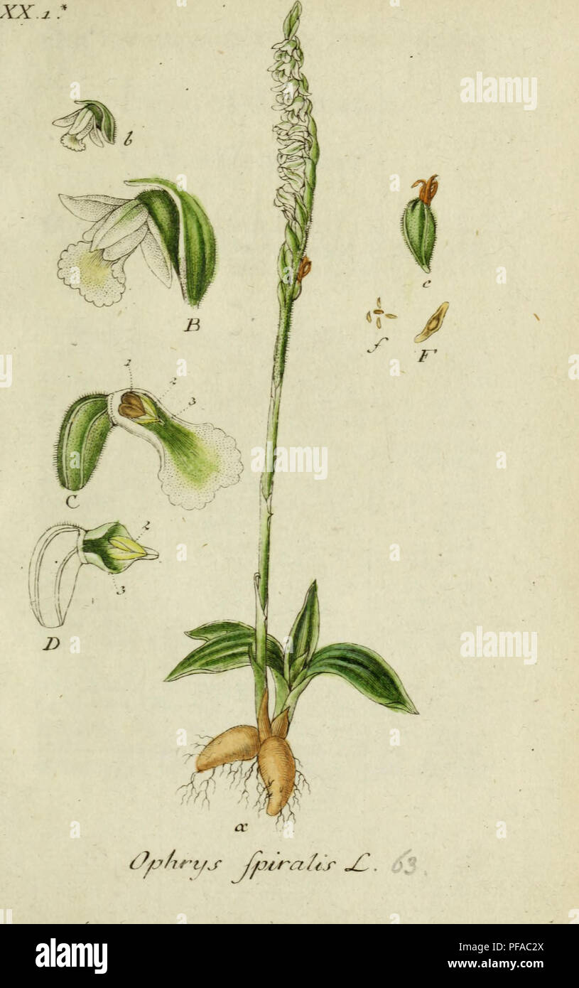 This botanical work by Jacob Sturm provides detailed illustrations and descriptions of Germany's native flora, contributing to the scientific study of plants and their classification. Stock Photo